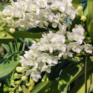 กล้วยไม้ ช้างเผือก Rhy.gigantea alba