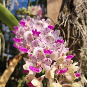 กล้วยไม้ไทย ดอกหอม ช้างกระ