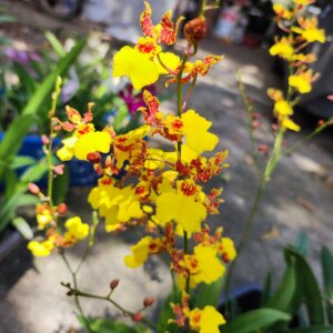 Onc.Sum Lai Woh x Rdza.lanceolata ออนซิเดียม