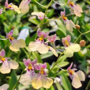 กล้วยไม้ Ionocidium Popcorn