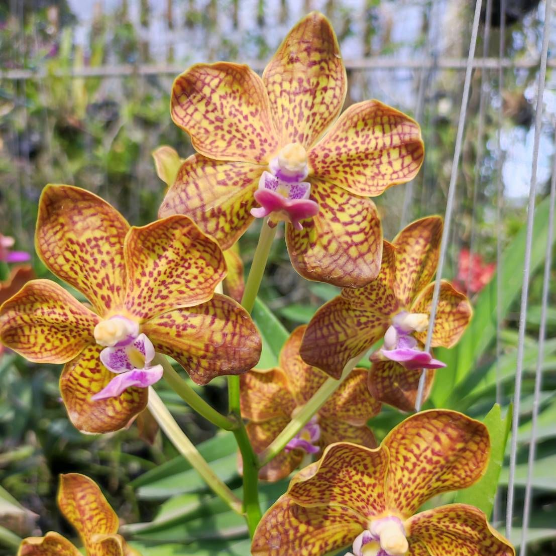 V.Paksorn Fragrance x V.Batram