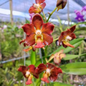 กล้วยไม้ V.Veradej Fragrance x สมถวิล