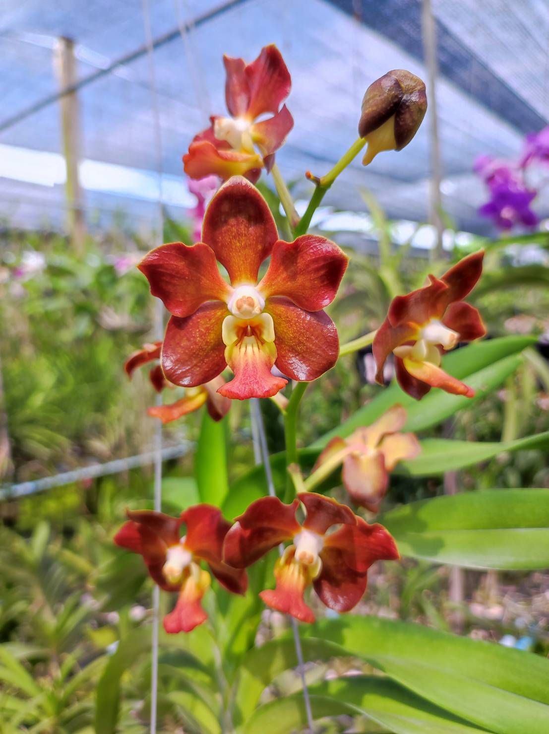 กล้วยไม้ V.Veradej Fragrance x สมถวิล