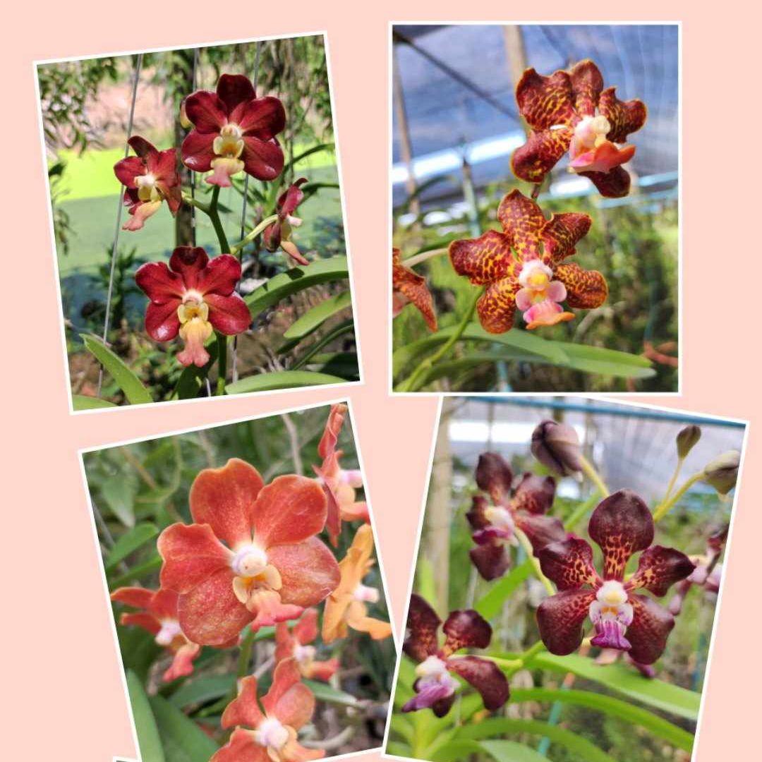 กล้วยไม้ V.Veradej Fragrance x สมถวิล - Image 2