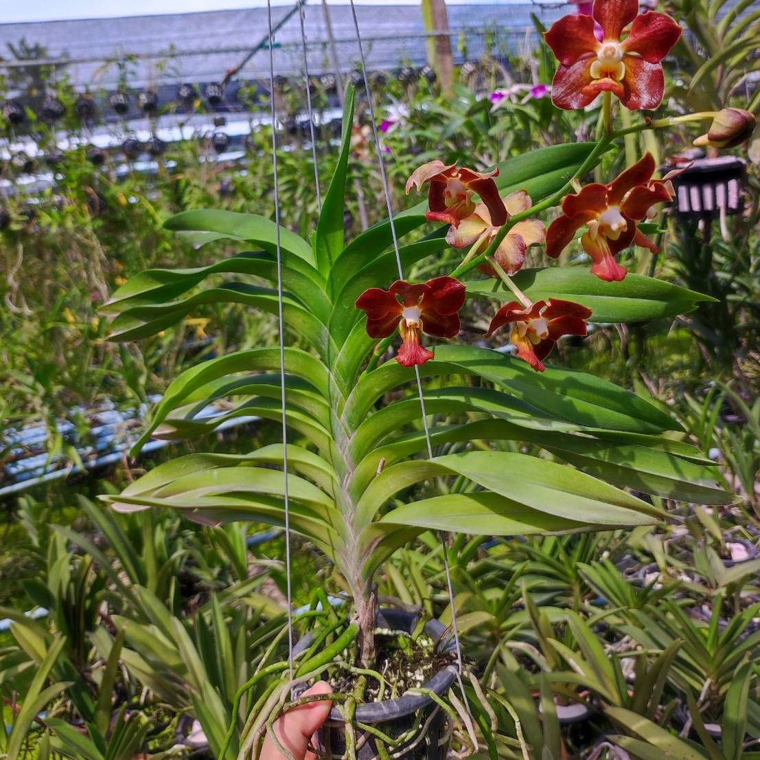 กล้วยไม้ V.Veradej Fragrance x สมถวิล - Image 3