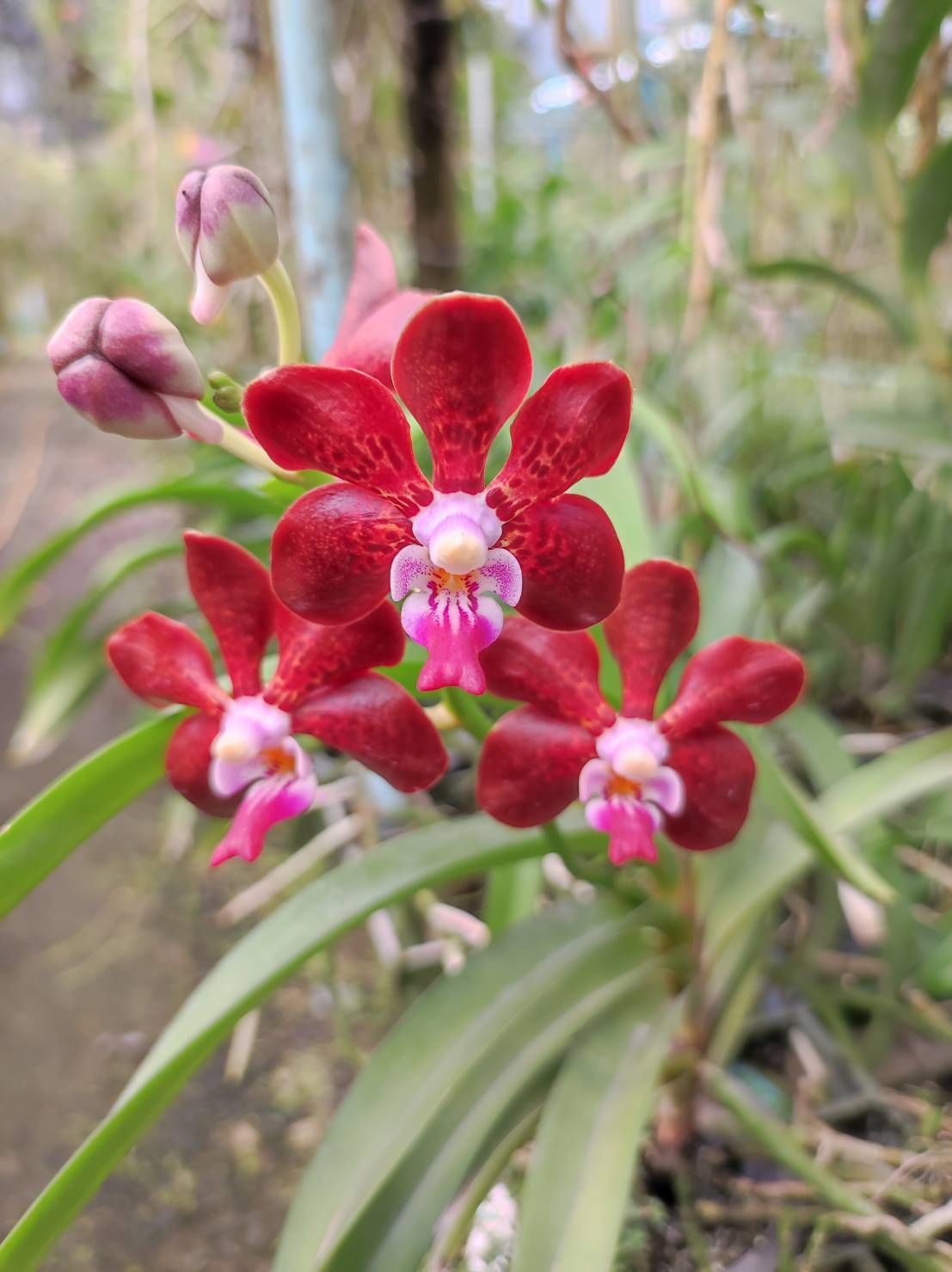 กล้วยไม้ V.Veradej Fragrance x สมถวิล - Image 4