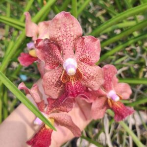 กล้วยไม้ แวนด้าโจเซฟิน x มิมิปาล์เมอร์