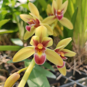 กะเรกะร่อนไต้หวัน x ด้ามข้าว