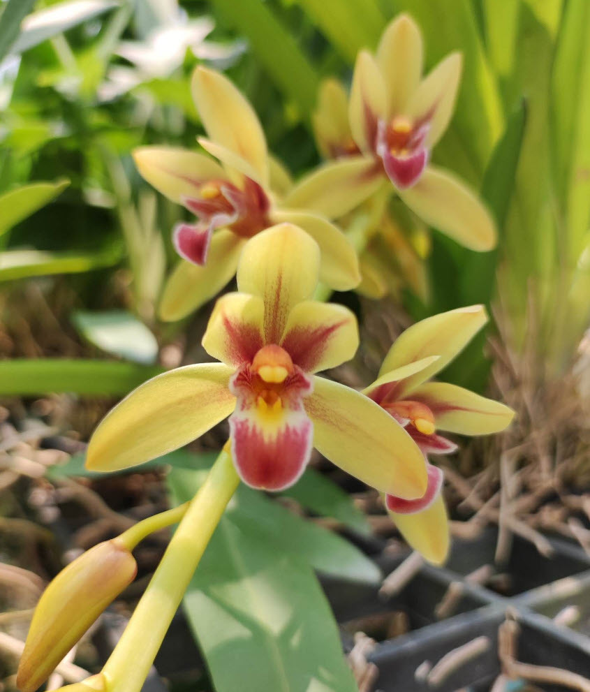 กะเรกะร่อนไต้หวัน x ด้ามข้าว