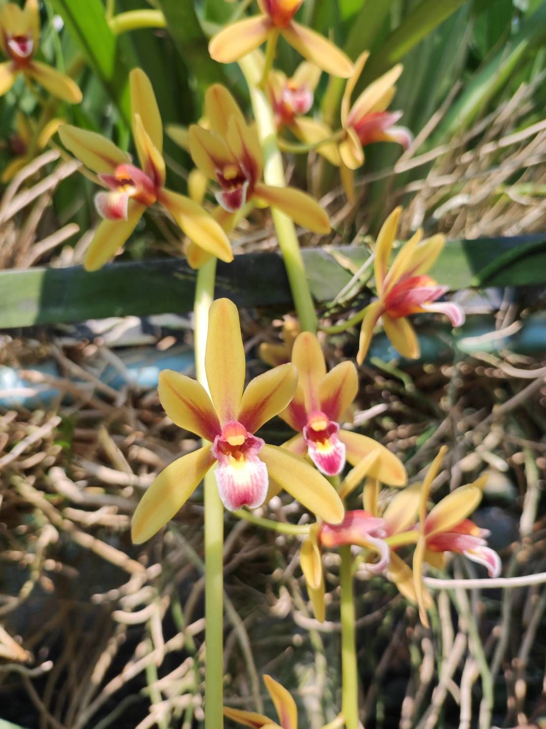 กะเรกะร่อนไต้หวัน x ด้ามข้าว - Image 2