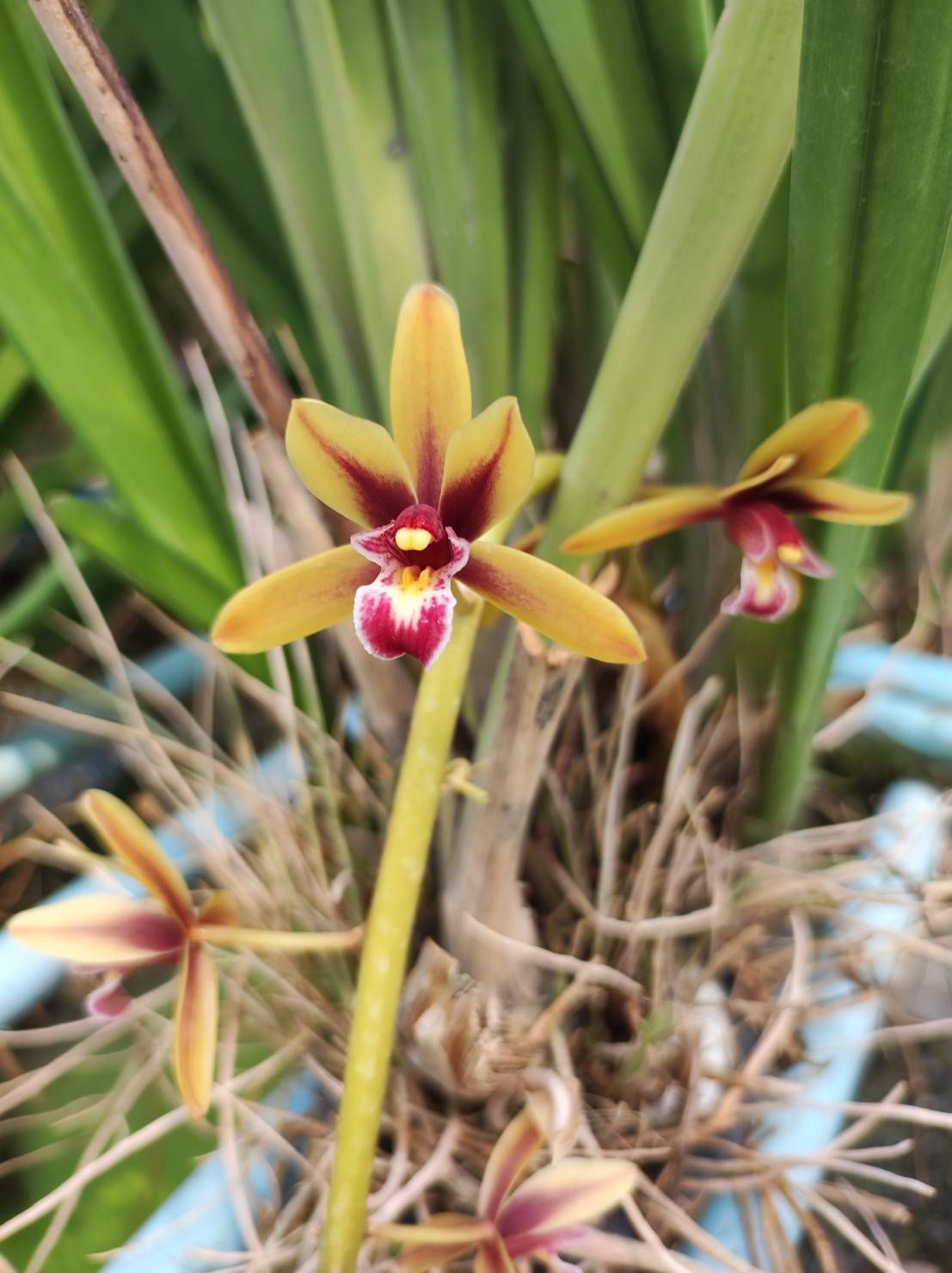 กะเรกะร่อนไต้หวัน x ด้ามข้าว - Image 4