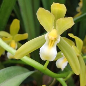 กะเรกะร่อนสงขลาราตรี x ด้ามข้าวเผือก