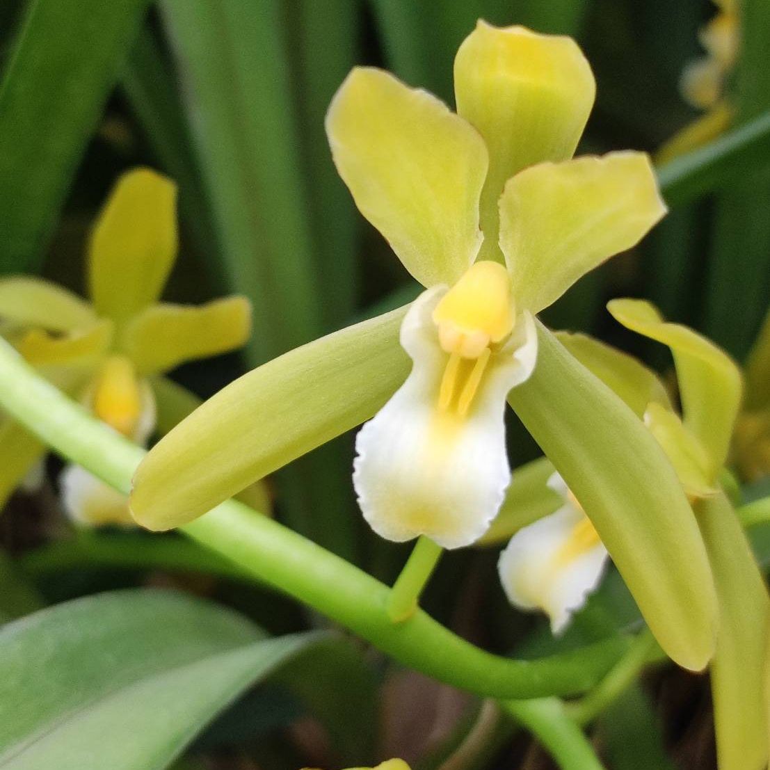 กะเรกะร่อนสงขลาราตรี x ด้ามข้าวเผือก