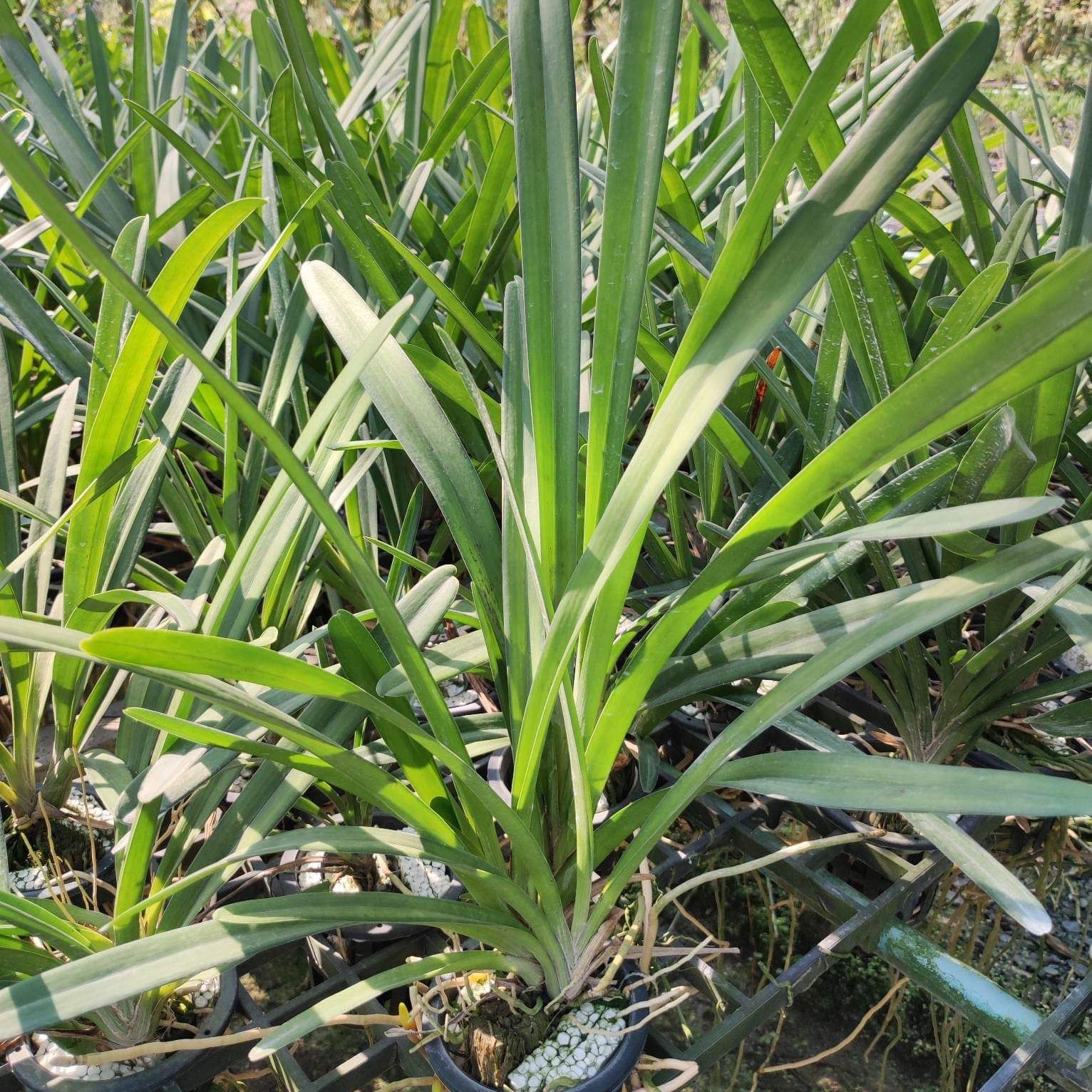 กะเรกะร่อนสงขลาราตรี x ด้ามข้าวเผือก - Image 2