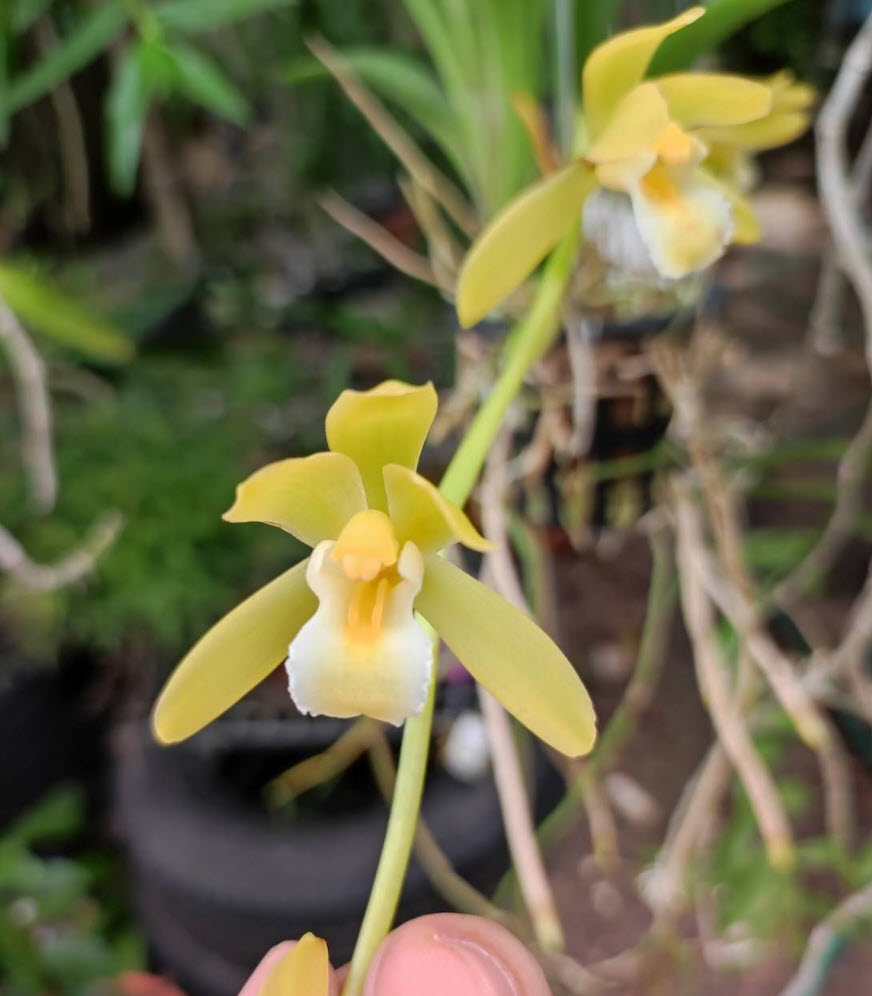 กะเรกะร่อนสงขลาราตรี x ด้ามข้าวเผือก - Image 3