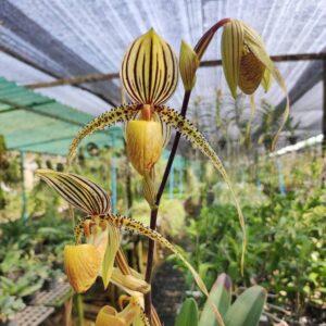 Paph.Saint Swithin รองเท้านารี เซนต์ สวิติน