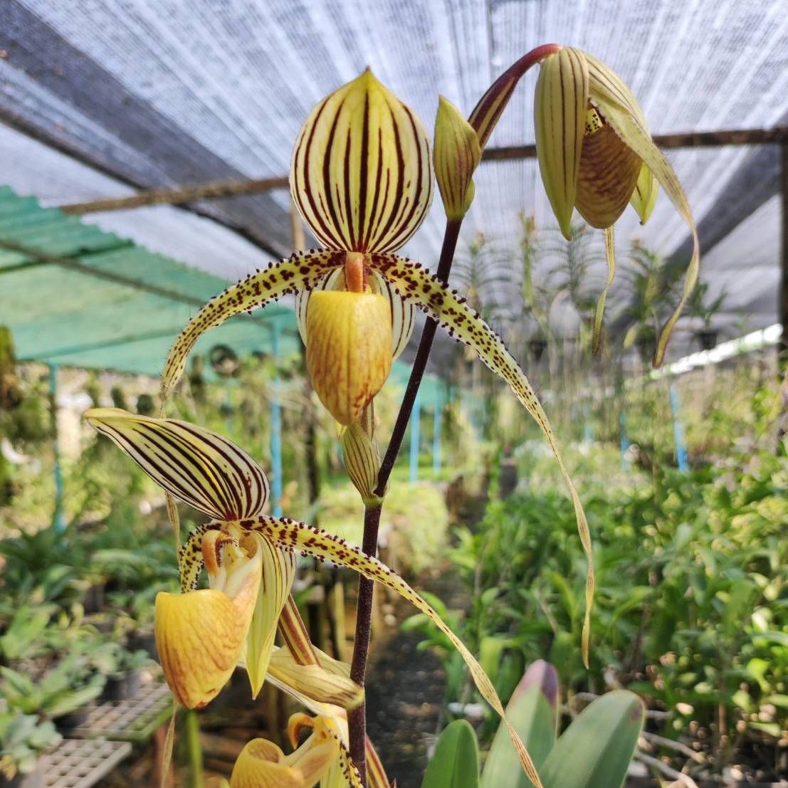 Paph.Saint Swithin รองเท้านารี เซนต์ สวิติน