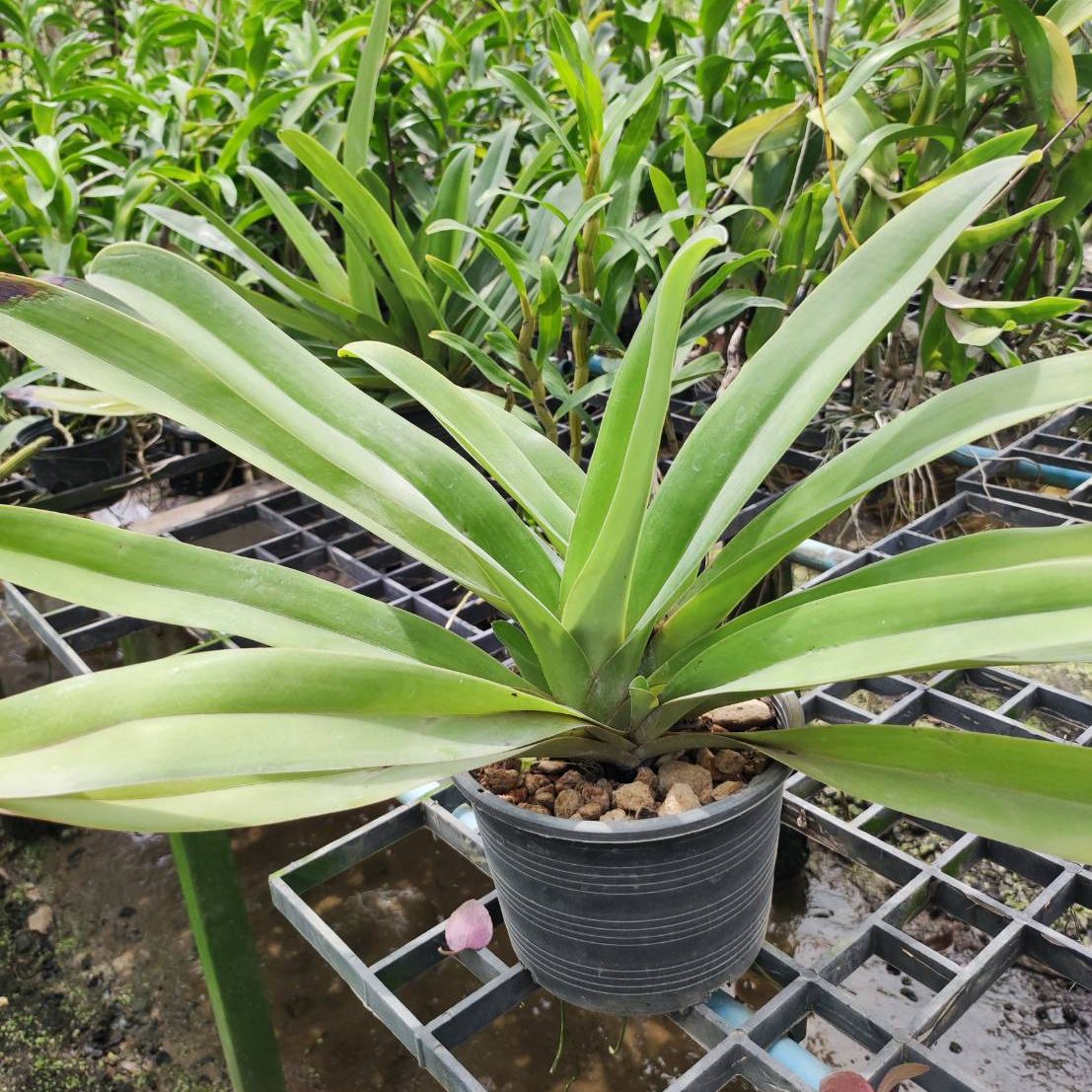 Paph.Saint Swithin รองเท้านารี เซนต์ สวิติน - Image 2