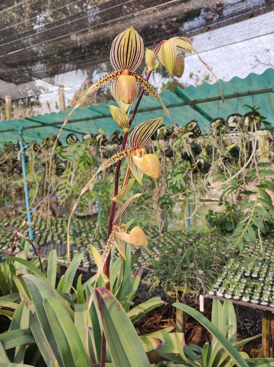 Paph.Saint Swithin รองเท้านารี เซนต์ สวิติน - Image 3