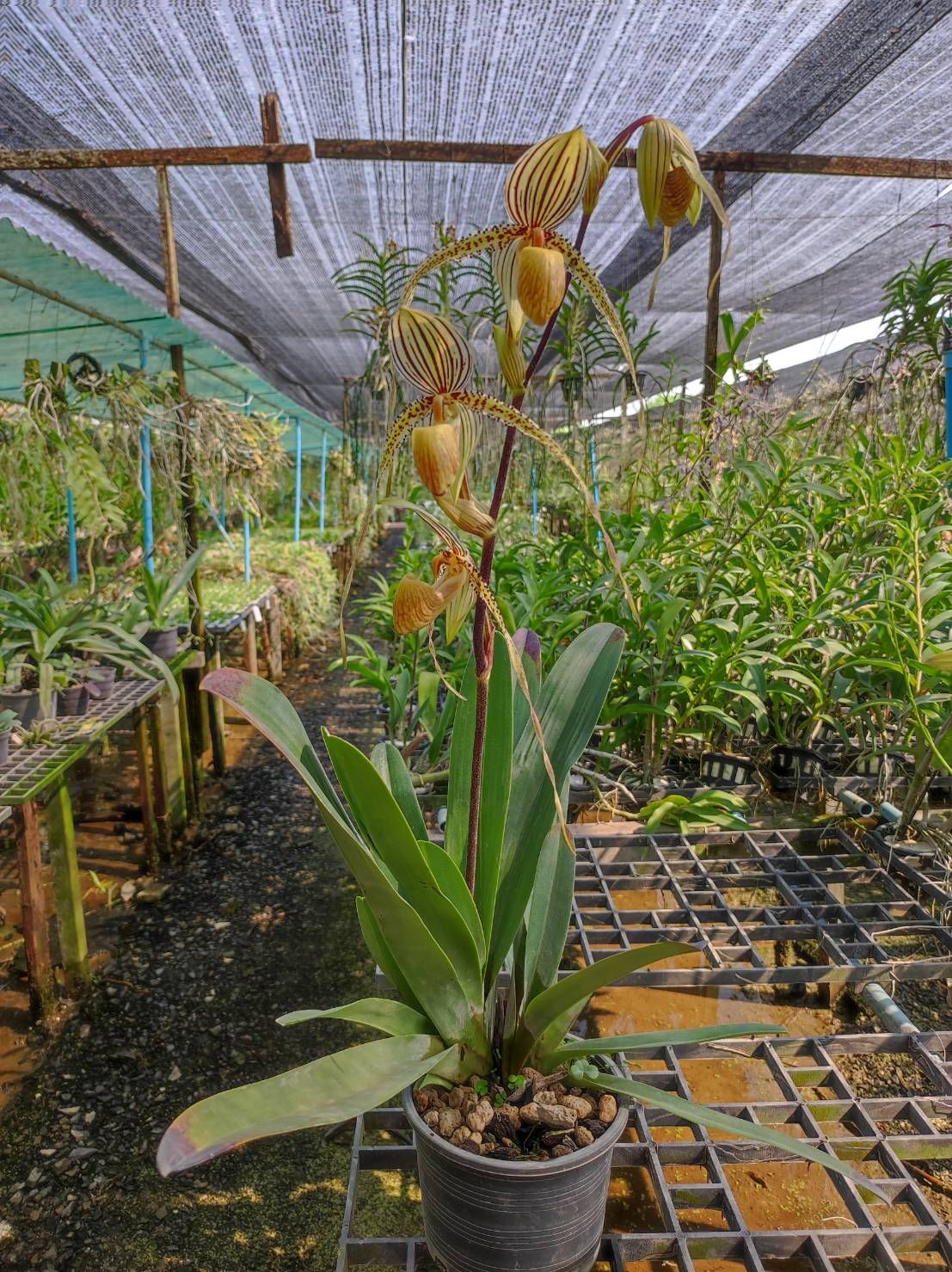 Paph.Saint Swithin รองเท้านารี เซนต์ สวิติน - Image 4