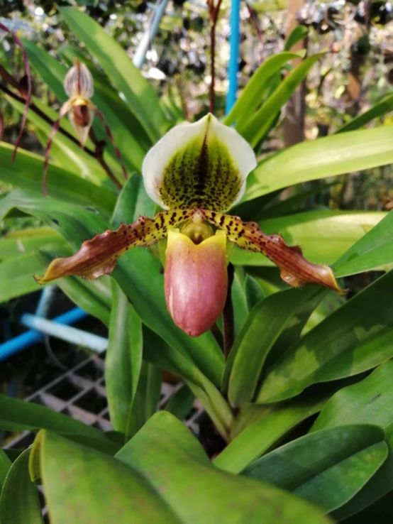 กล้วยไม้รองเท้านารี Paph.liemianum x Paph.exul - Image 2