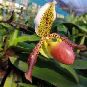 กล้วยไม้รองเท้านารี Paph.liemianum x Paph.exul