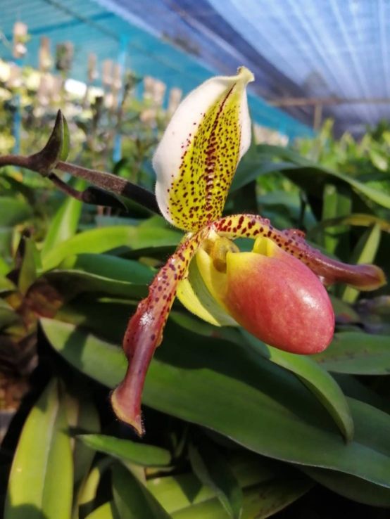 กล้วยไม้รองเท้านารี Paph.liemianum x Paph.exul