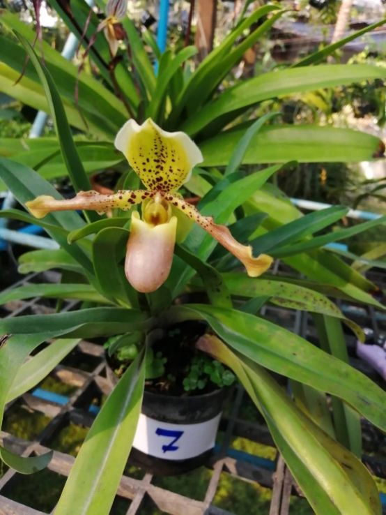 กล้วยไม้รองเท้านารี Paph.liemianum x Paph.exul - Image 3